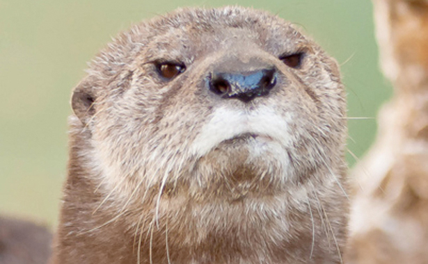 disappointed-otter.jpg